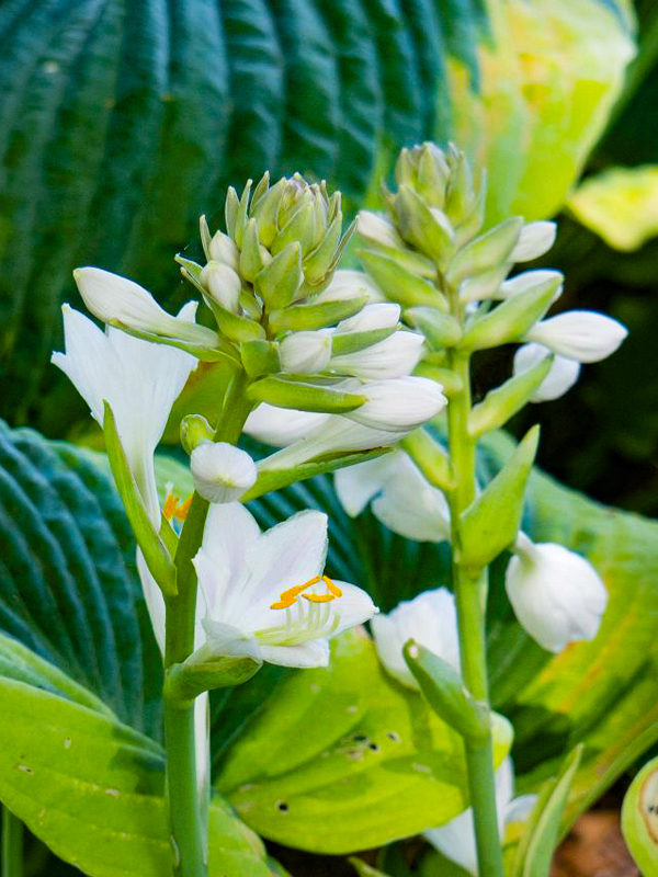 hosta-frances-williams