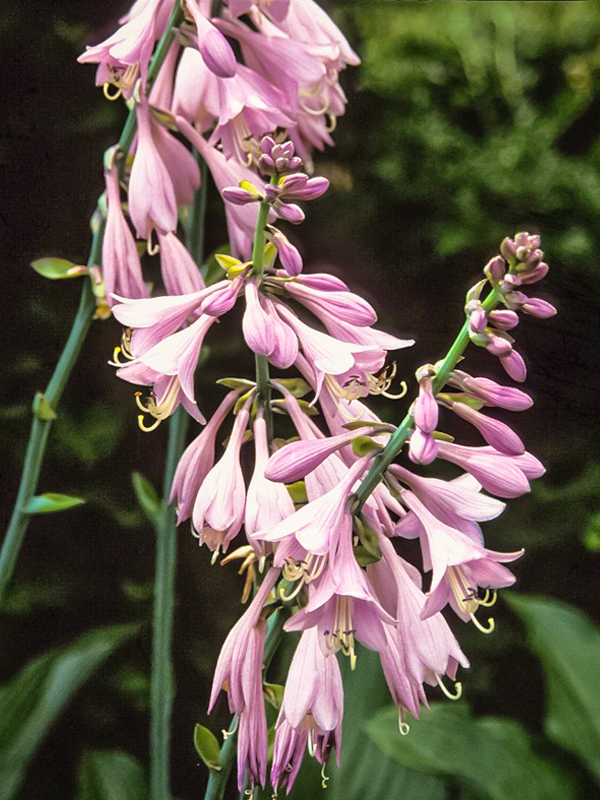 Hosta Krossa Regal