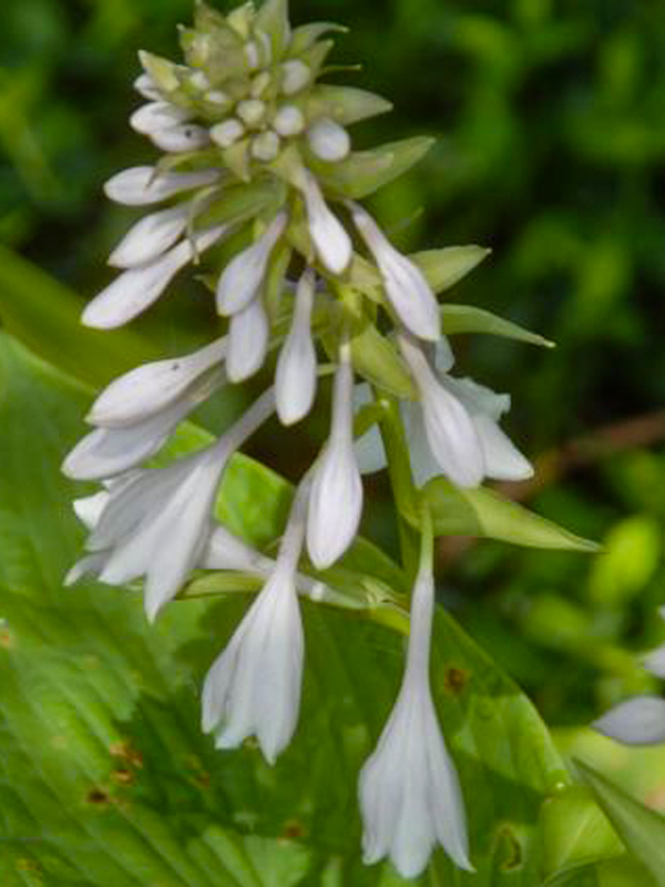 Hosta nigrescens 'Elatior'