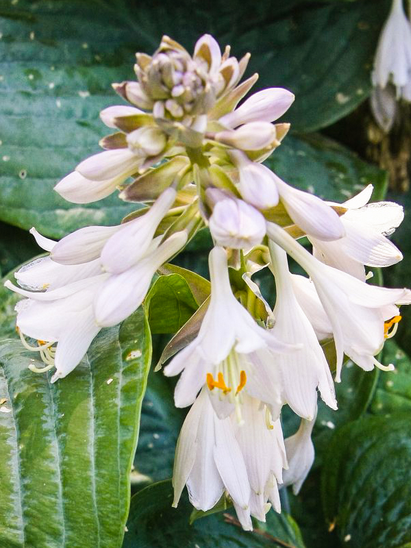 Hosta sieboldiana 'Elegans'