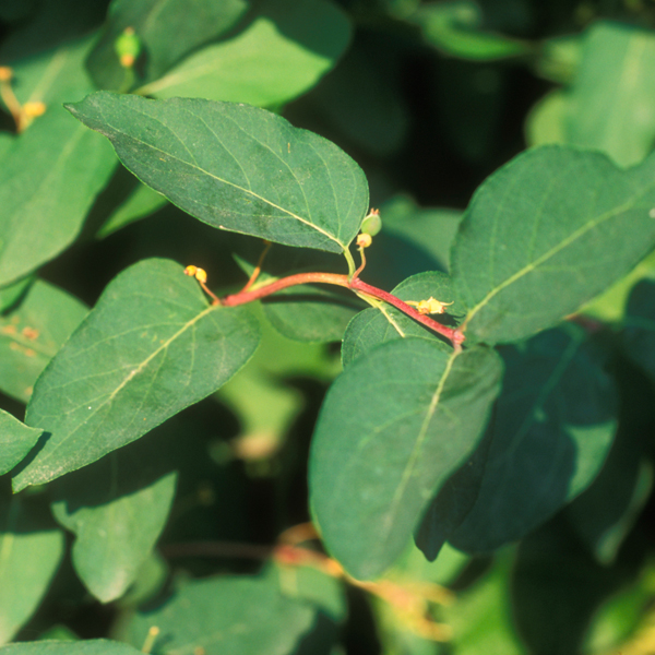 honeysuckle