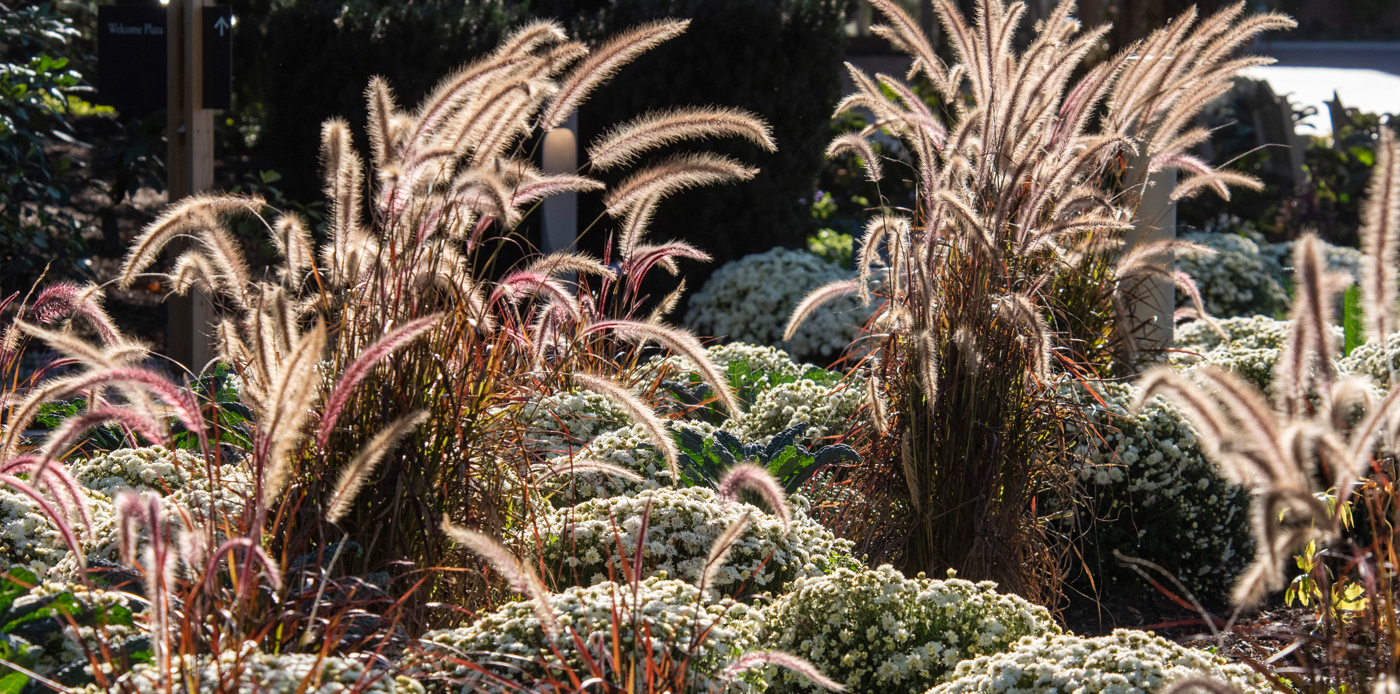 mocha color plants