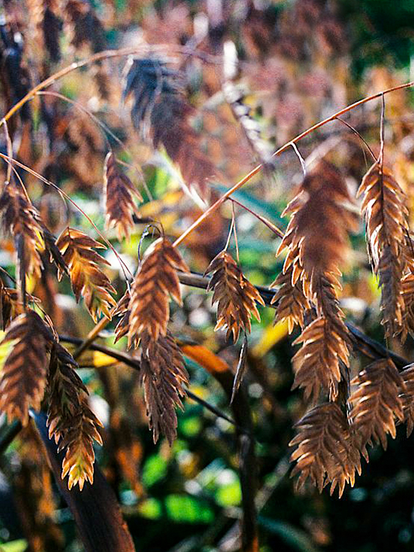 Northern sea oats