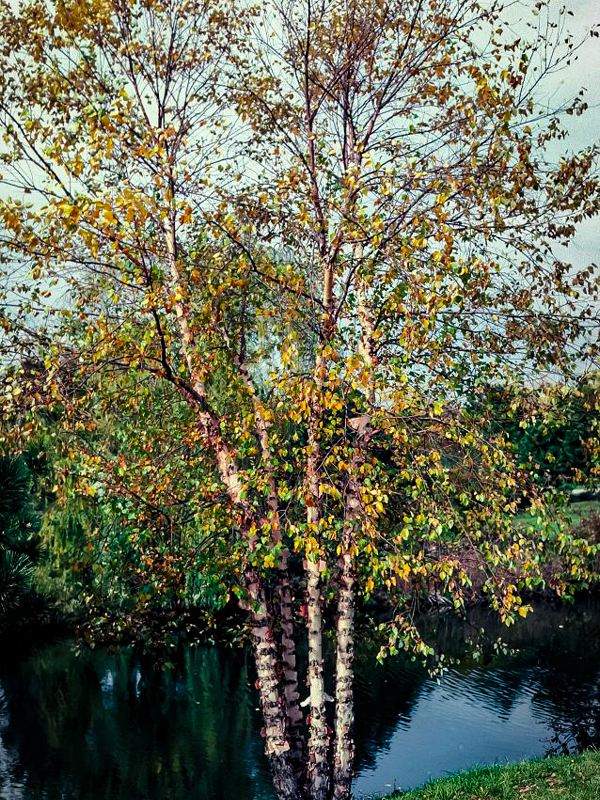 River birch