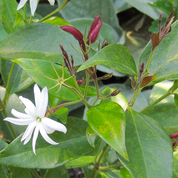 jasminum nitidum