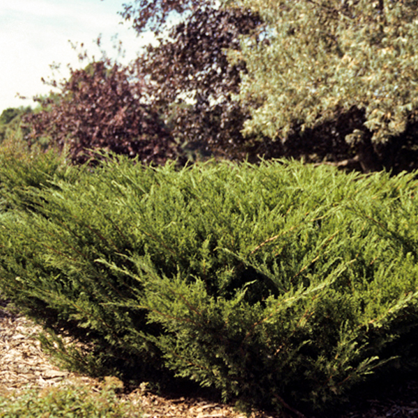 Juniper chinensis 'Mint Julep'