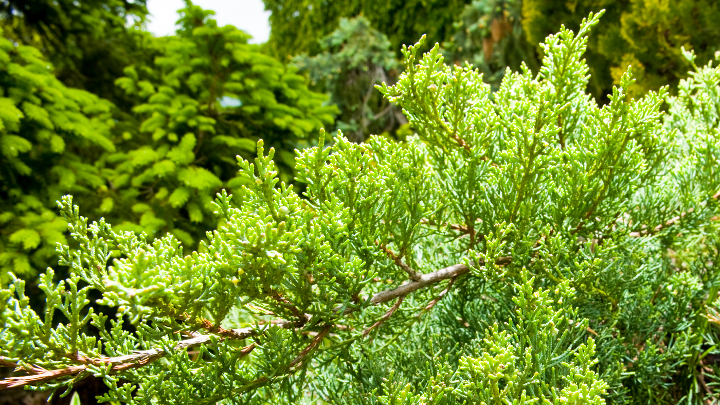 	Juniperus virginiana 'Grey Owl