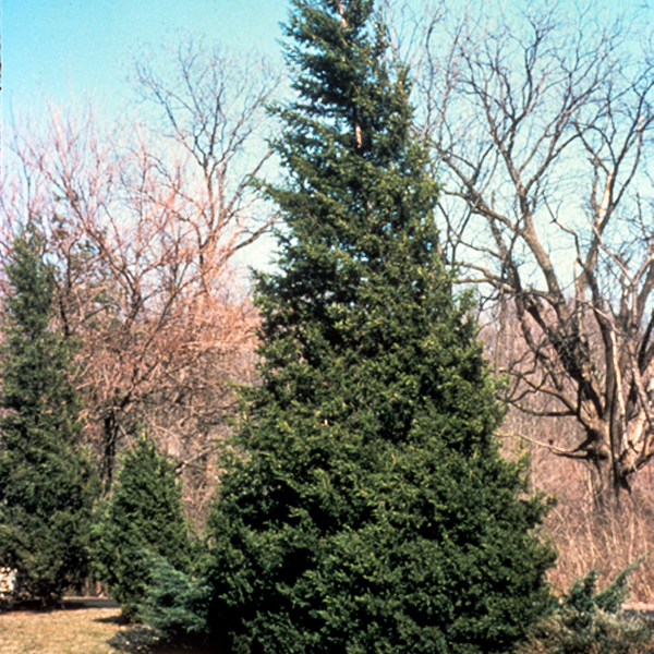 Juniperus_chinensis_Fairview