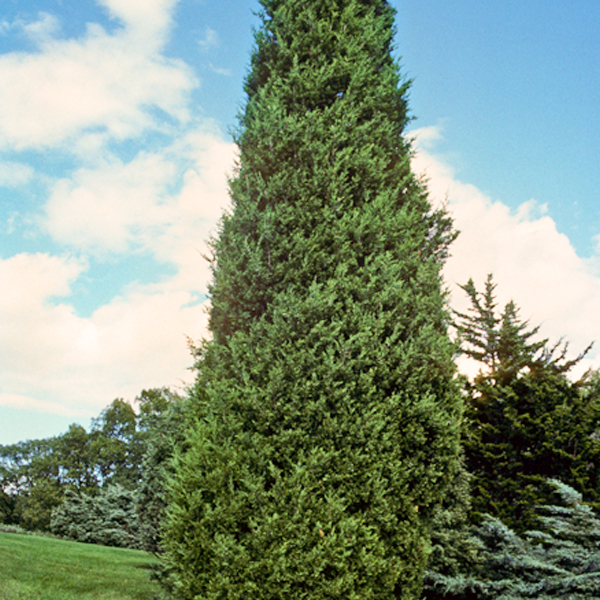 Juniper chinensis 'Iowa'