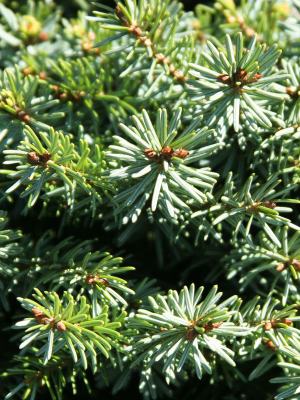 dwarf serbian spruce