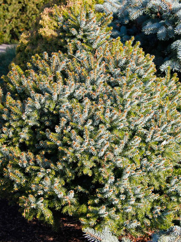 dwarf serbian spruce