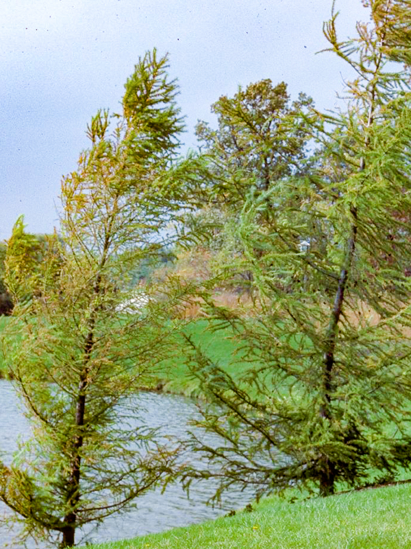 european larch