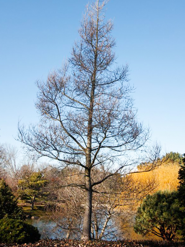 American larch