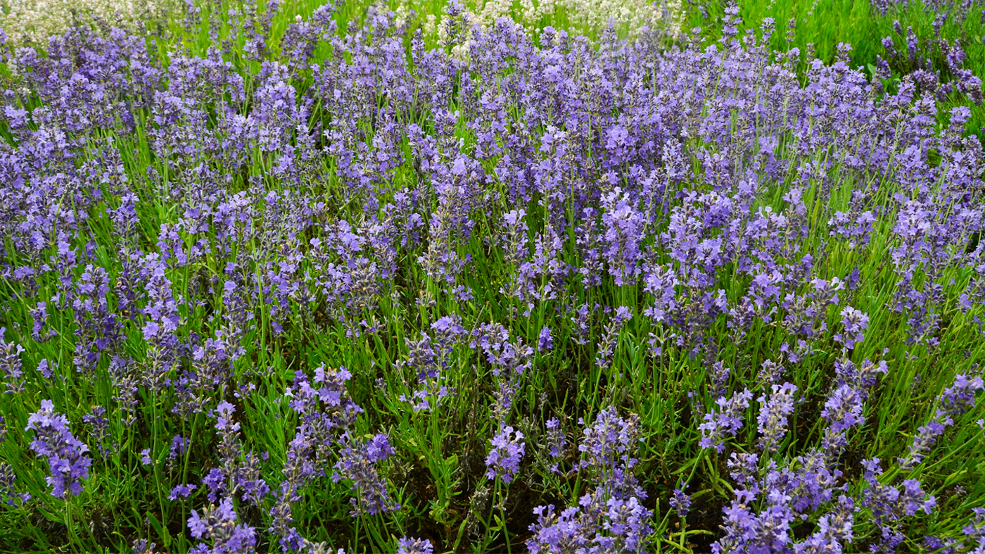 angustifolia 'Munstead' 