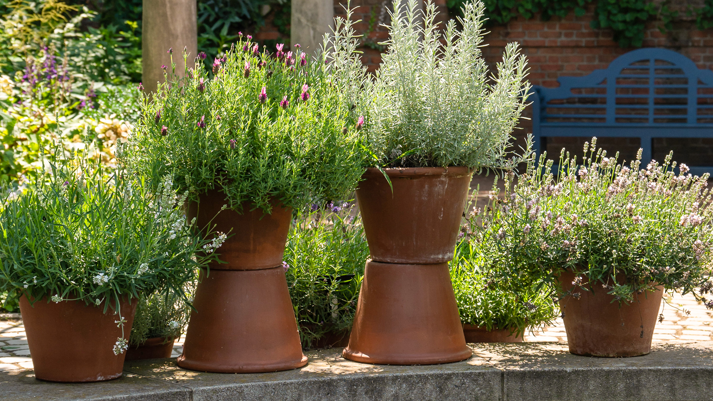 Lavender in English Walled Garden