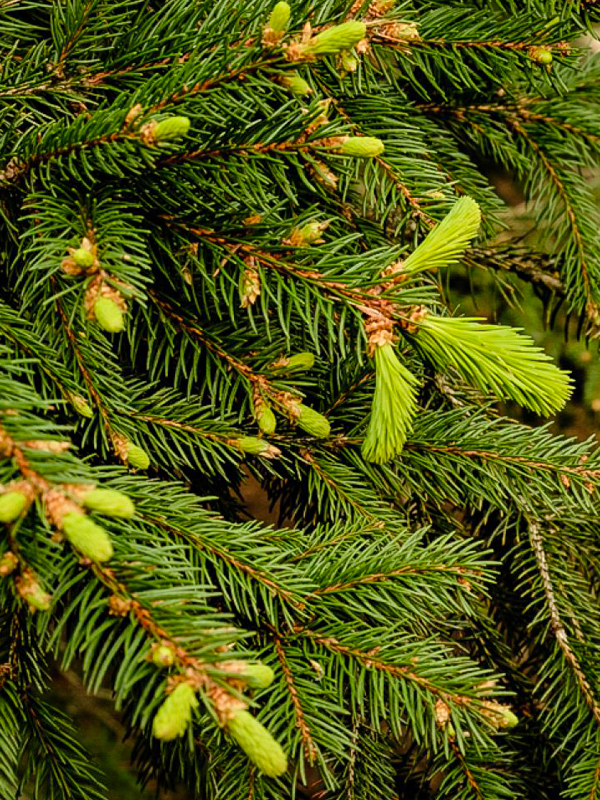 serbian spruce