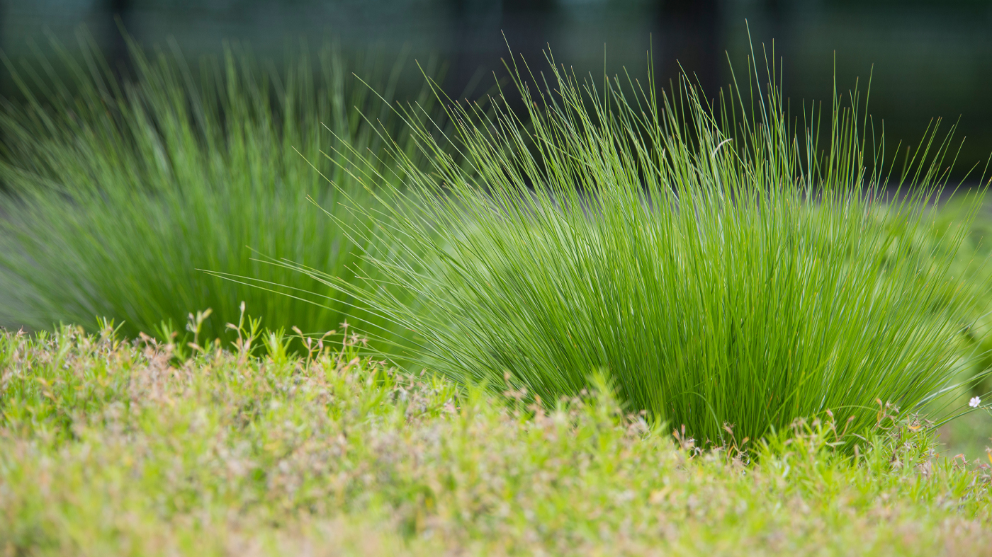 Prairie Dropseed