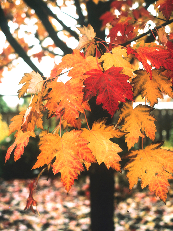 Acer x freemanii 'Marmo'