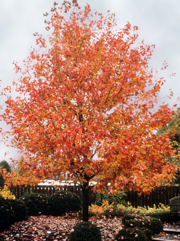 Marmo maple, Acer x freemanii 'Marmo'