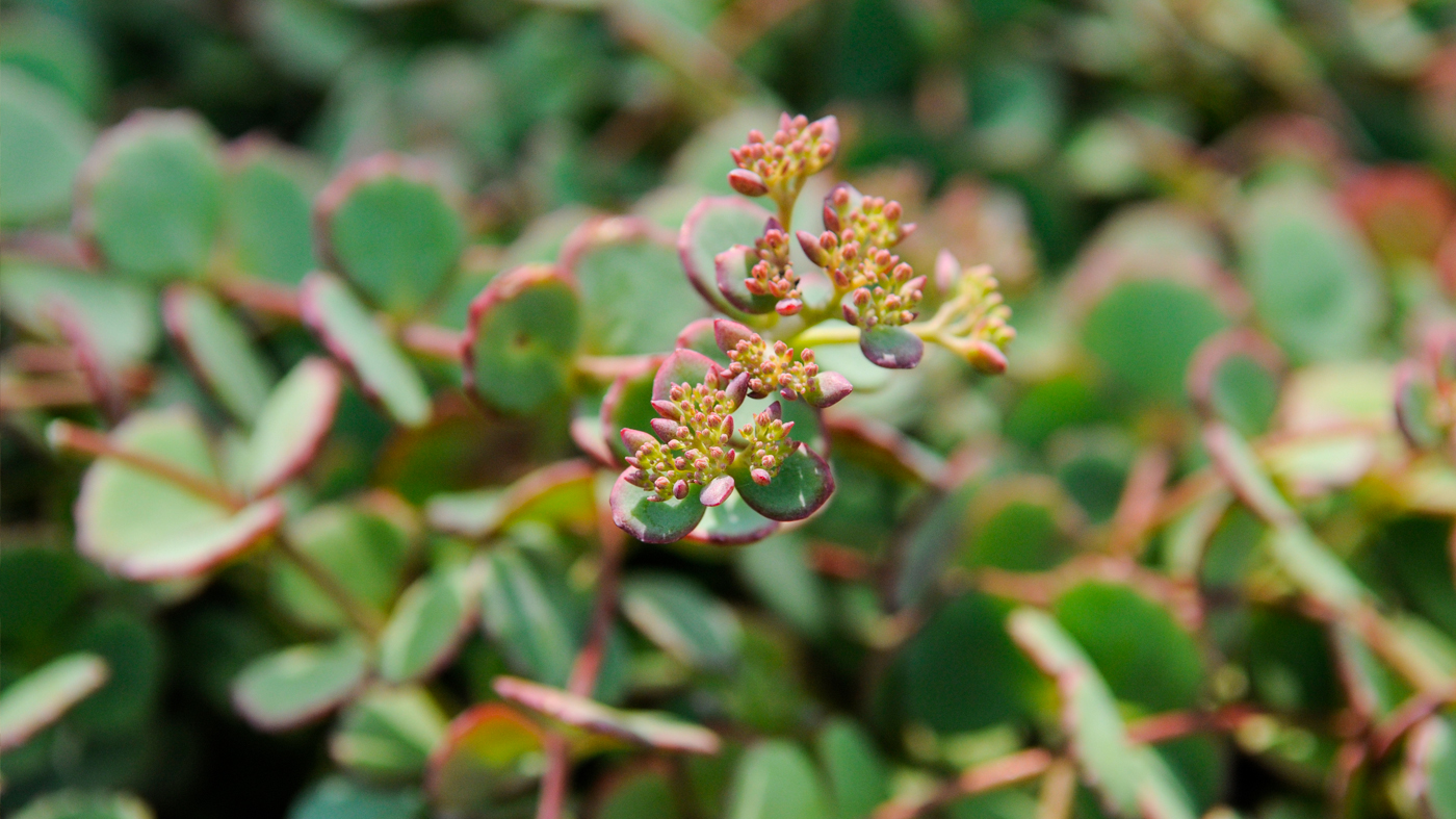 October Sedum