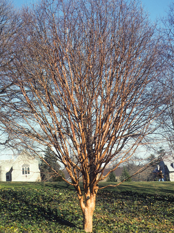 paperback maple