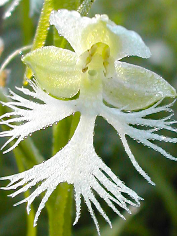 Platanthera leucophaea