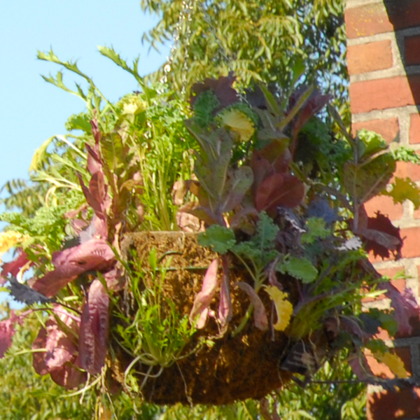 Hanging Lettuce