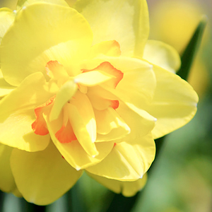 daffodial