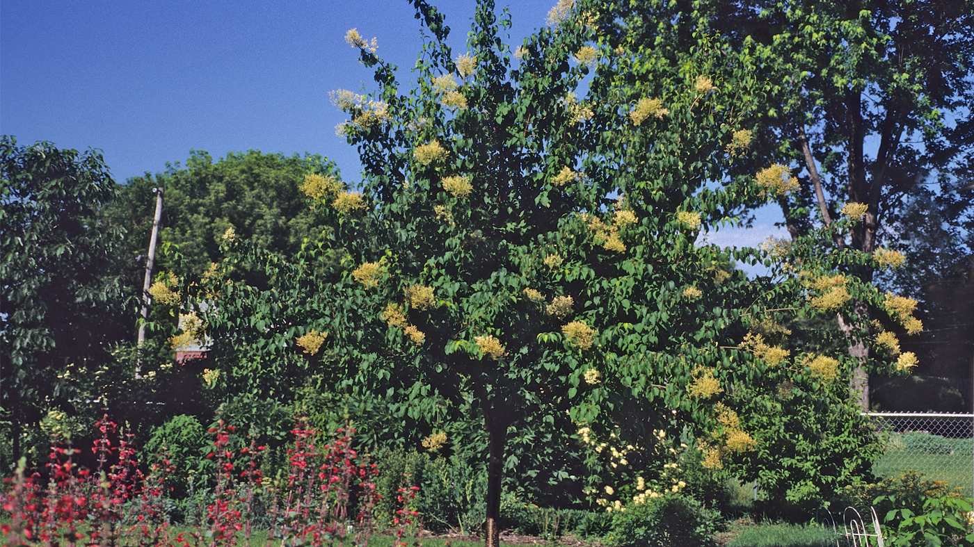 syringa_pekinensis-china-snow