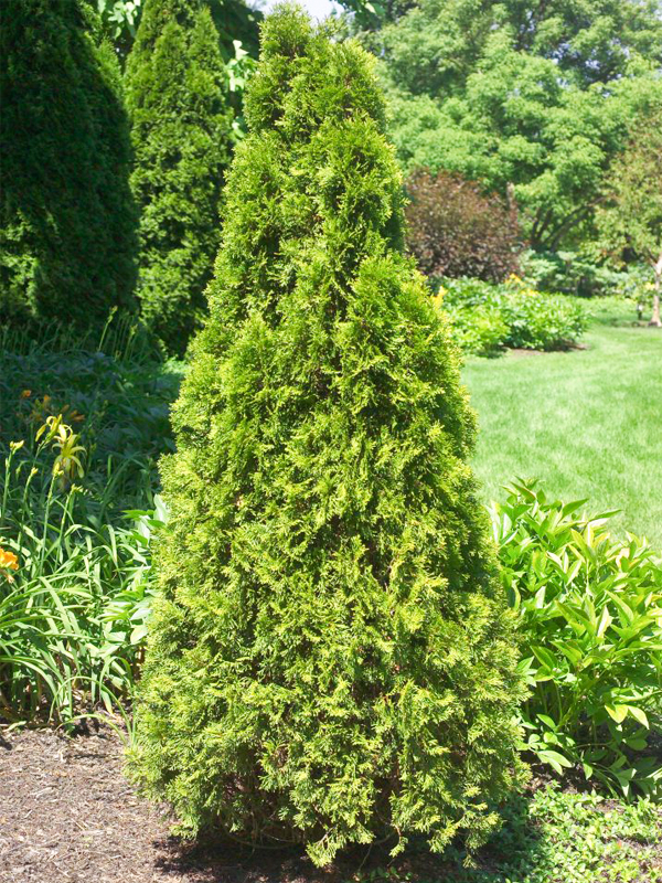 Thuja occidentalis var. pyramidalis