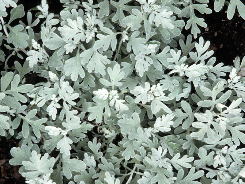 Artemisia stellerana