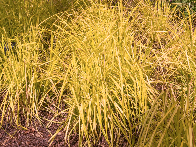 Carex elata 'Bowles Golden' 