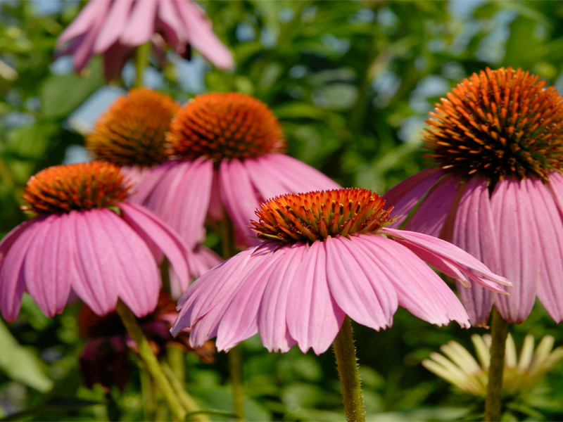 Echinacea purpurea