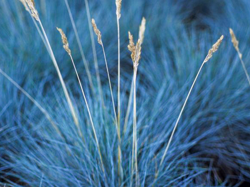 Elijah Blue blue fescue