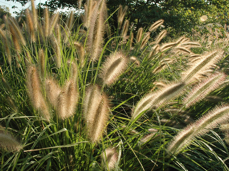 Fountain Grass