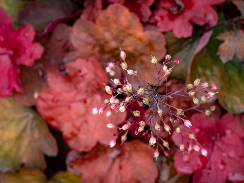 Heuchera