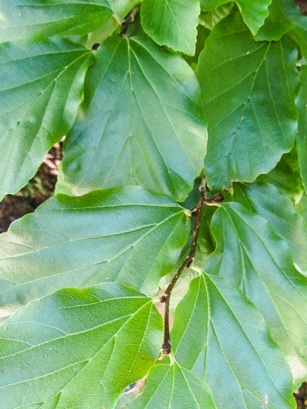 Parrotia persian leaves