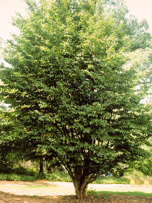 Persian Parrotia