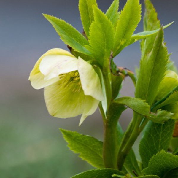 Caucasus hellebore