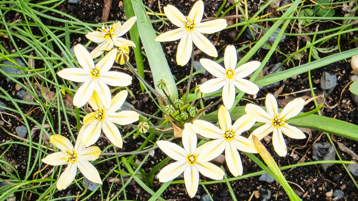 Triteleia ixioides