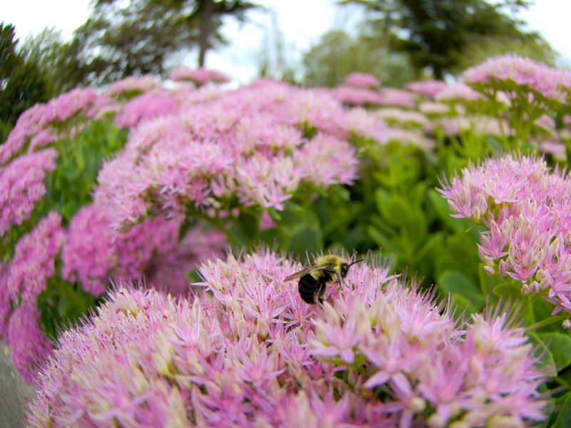 bee on flower