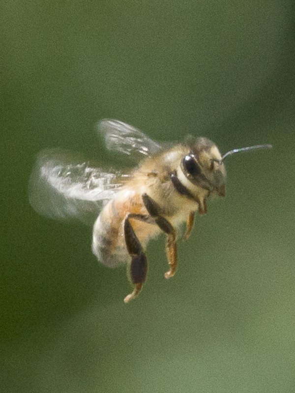 bee