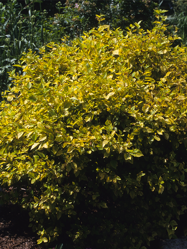 betula nigra little king bark fall