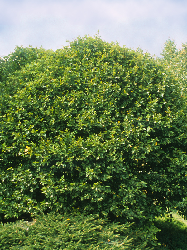 betula nigra little king