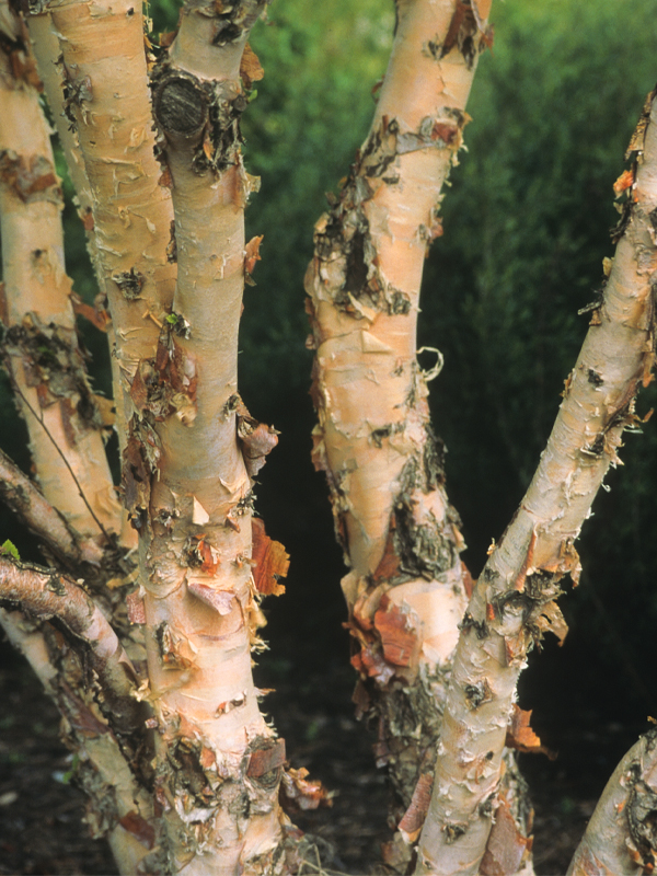 betula nigra little king bark