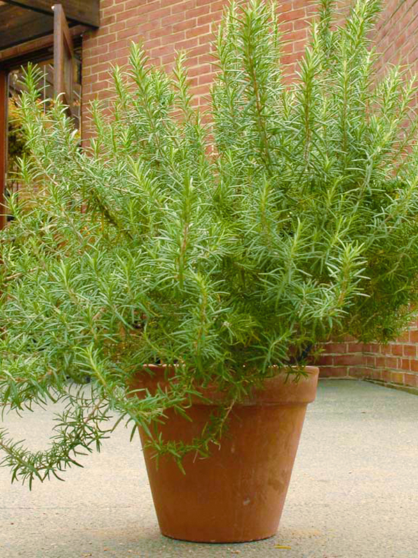 rosemary in a pot