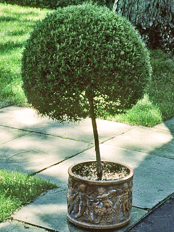 rosemary topiary