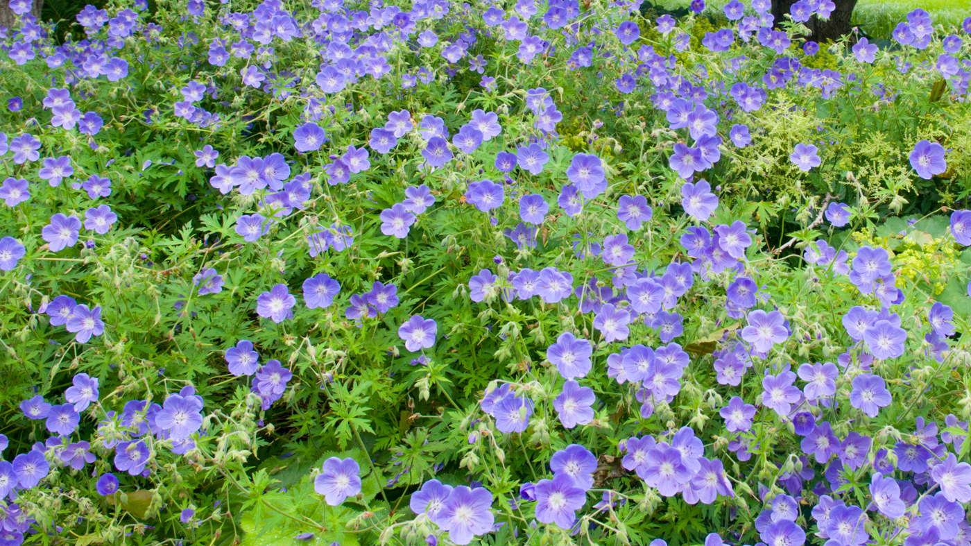 geranium rosanne