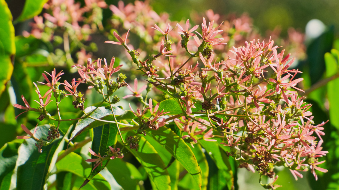 Heptacodium miconioides,