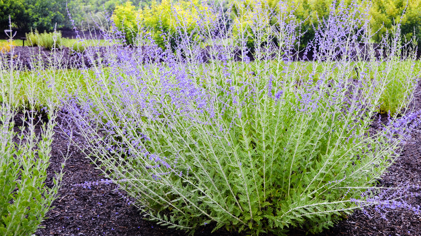 Perovskia atriplicifolia